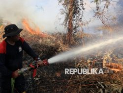 Kebakaran Hutan, MenLH Minta Perusahaan Sawit Tanggung Jawab