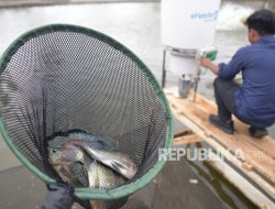 FAO dan KKP Kenalkan Sistem Digital Cegah Penyakit Ikan