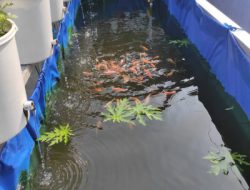 Menanam Ketenangan: Urban Farming untuk Hidup Lebih Santai dan Produktif di Kota