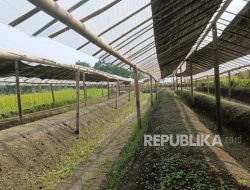 Sinergi Tanjung Emas dan CV Mata Elang Perkuat Rantai Pasok Tembakau
