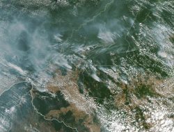 Tutupan Hutan Dunia Menyusut Drastis