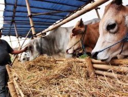 Jelang Idul Adha, Dispernakan Bandung Barat Perketat Distribusi Hewan Kurban