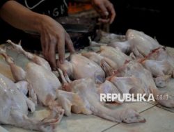 Atlet Binaraga Malang Makan Ayam Tiren, Ketum PBFI: Bangkai tak Boleh Dikonsumsi