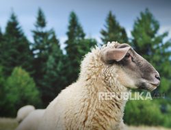 Bolehkah Daging Kurban Diberikan kepada Non-Muslim?
