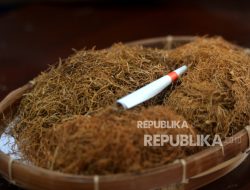 Tembakau dan Kolonialisme | Republika Online