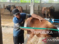 Terapis Beri Pelayanan Istimewa untuk Sapi Kurban di Masjid Agung Semarang
