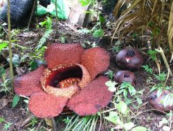 Dua Bunga Rafflesia Arnldii Raksasa Mekar di Agam, Puluhan Wisatawan Asing Terpukau