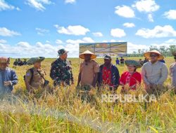 Panen Padi 1 Juta Hektare di Papua, LSI: Ada Peran Haji Isam