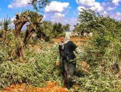 Buah Khas Palestina yang Diabadikan dalam Alquran Ini Dibenci dan Diberangus Israel, Mengapa?