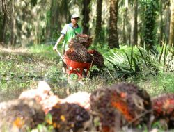 Kemenperin Kembangkan Suplemen Berbasis Sawit, Dukung Nutrisi Nasional