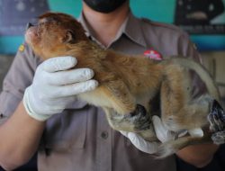 Perdagangan Satwa Liar Marak, Trenggiling Hingga Cula Badak Diselundupkan ke Banyak Negara