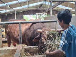 Ini Penampakan Tatang, Sapi Jumbo Seharga Rp 127 Juta yang Dibeli Prabowo Subianto untuk Kurban