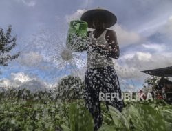 UU Pangan Direvisi, Hilirisasi Pertanian Jadi Isu Krusial
