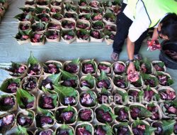 Muhammadiyah Luncurkan Program Green Qurban