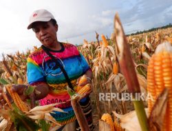 Ekspor Jagung ke Malaysia, Prabowo: Ini Soal Kepercayaan Dunia