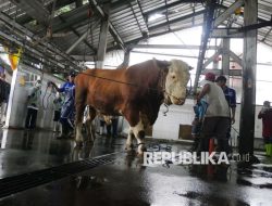 Perkuat Pengawasan, Kementan Pastikan Peredaran Hewan Kurban Aman