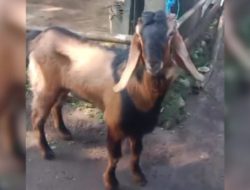 Inilah Inti dari Ibadah Kurban