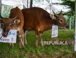 Bank Artha Graha Internasional Wujudkan Kepedulian Sosial Melalui Kurban