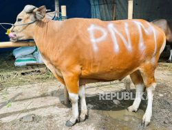 PNM Teruskan Bentuk Syukur HUT ke-26 Lewat Sedekah Kurban di 26 Titik