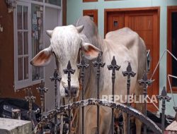 Sapi Ngamuk Saat Mau Disembelih, Lukai Lima Orang: Ada yang Patah Tulang Hingga Kepala Bocor