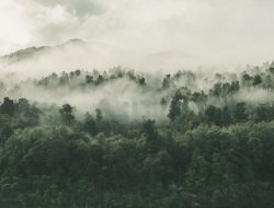 Kemenhut: Generasi Muda Garda Terdepan Pengelolaan Hutan Berkelanjutan.