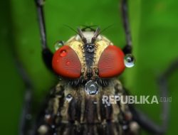 Masuk Surga dan Terjerumus Neraka Gara-Gara Lalat