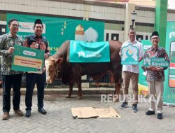 Kolaborasi Program Kurban, Lazismu Terima Amanah 1 Ekor Sapi Limosin dari Shopee