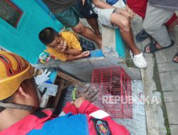 Lukai Enam Warga di Cimahi, Personel Damkar Dikerahkan Evakuasi Kucing Liar