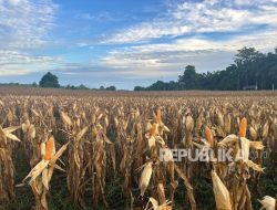 Presiden Prabowo Sebut Indonesia tak Lagi Impor Jagung pada 2026