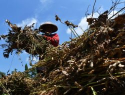 Pemerintah Mulai Produksi Kedelai dan Bawang Putih untuk Tekan Impor