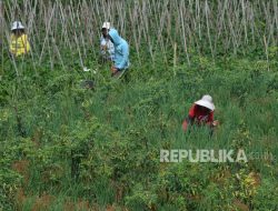 Gabah dan Cabai Dongkrak Nilai Tukar Petani