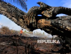 Enam Hektar Lahan di Aceh Barat Terbakar