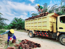 PalmCo Kucurkan Bantuan TJSL Rp16,78 Miliar Sepanjang Semester I 2025