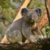 Menurut Penelitian, Koala Hanya 10 Menit Sehari di Tanah tapi Berujung Fatal