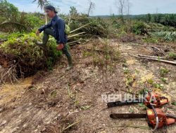 Kementan: Percepatan Sertifikasi ISPO Perkuat Ekosistem Berkelanjutan di Industri Sawit