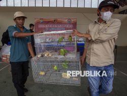 Jaringan Perdagangan Satwa Dilindungi di Klaten Terbongkar, Pemodal Akhirnya Ditangkap