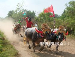 Ratusan Peserta Beradu Cepat di Balapan Kerbau Khas Jembrana