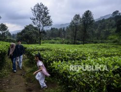 PTPN Pastikan Pengelolaan Agrowisata Gunung Mas Sesuai Aturan