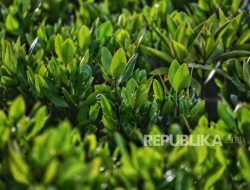 Pemerintah Targetkan Pulihkan 769 Ribu Hektare Mangrove Nasional