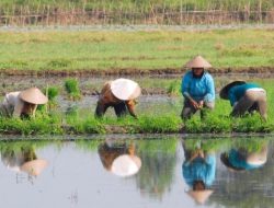 Rejang Lebong Cetak Sawah Baru 1.075 Hektare
