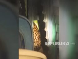 Ratusan Ternak Mati Diduga Akibat Macan Tutul dan Anjing Liar, Ini Respons Bupati Kuningan