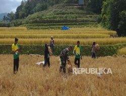 BPS Sebut Produksi Beras Hingga Oktober 2025 Surplus 3,7 Juta Ton