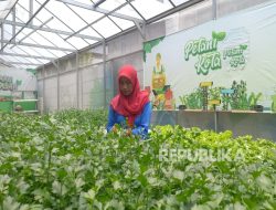 Dari Bertani dalam Gang di Tengah Jakarta, Haryati Ajak Para Perempuan Menjadi Berdaya