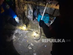 Warga Dikagetkan dengan Suara Mendesis, Ternyata Ular King Kobra Sepanjang Tiga Meter