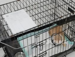 Puskeswan Ragunan Rawat Kucing Milik Uya Kuya yang Sempat Dijarah