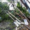 Angin Kencang Tumbangkan Pohon, Seorang Warga di Cirebon Terluka