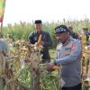 Polres Serang Pimpin Serapan Jagung Pipil Kering ke Bulog
