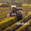 Ditjen Bea dan Cukai : Tak Ada Impor Beras dan Jagung, Bea Masuk Turun Drastis 5,1 Persen