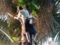 Penurunan Nilai Tukar Petani di NTB Mencapai 1,47 Persen pada September 2025