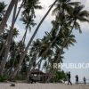 Pemerintah Siapkan 10 Ribu Hektare untuk Hilirisasi Kelapa di Maluku Utara